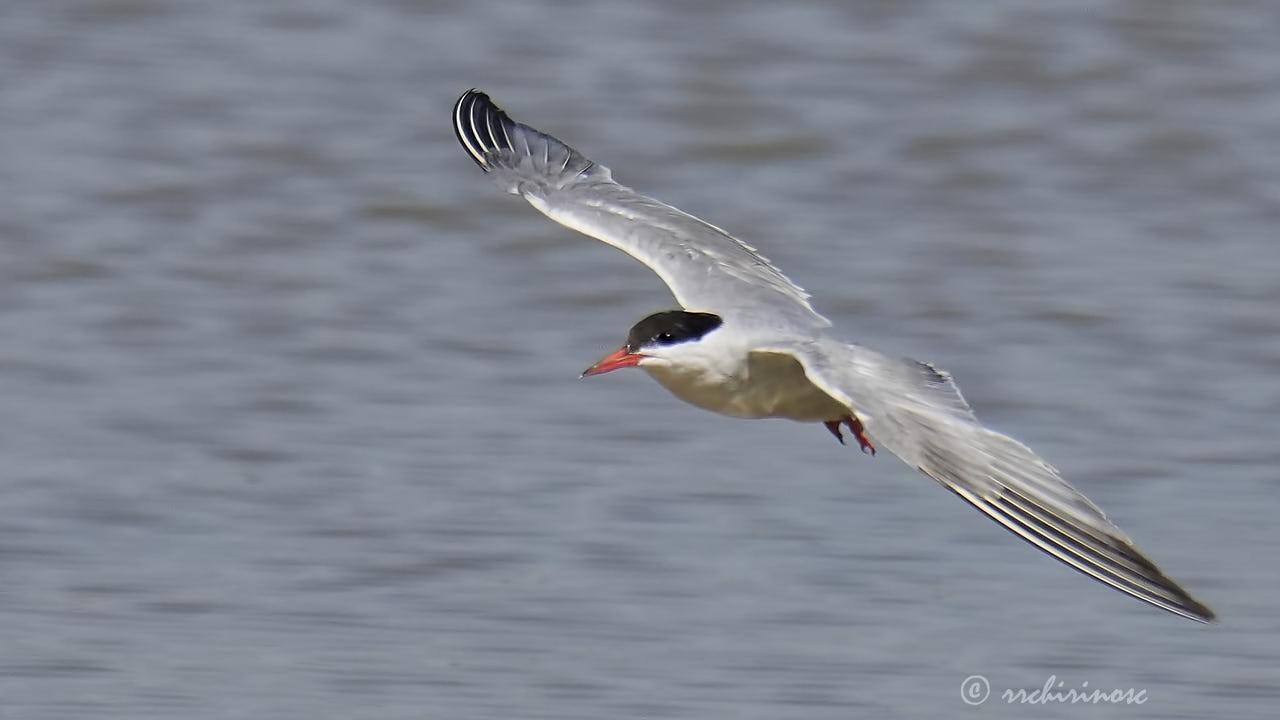 Common tern