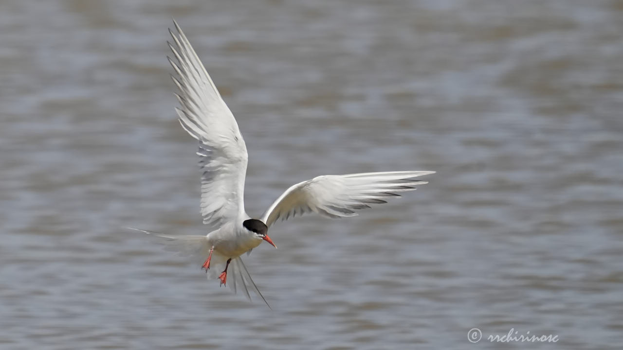 Common tern