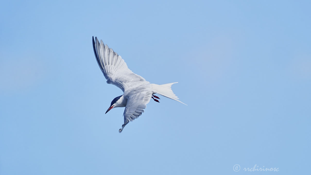 Common tern