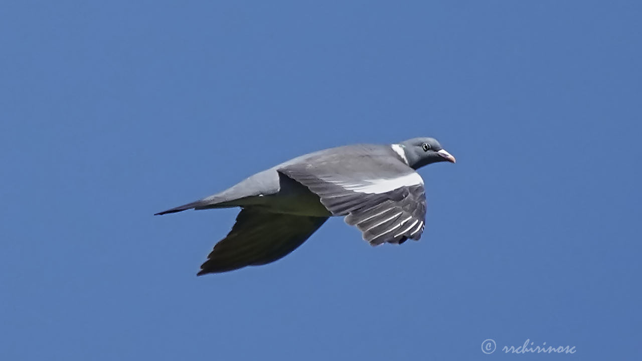 Common wood pigeon