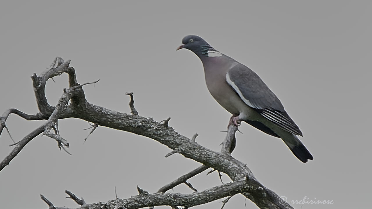 Common wood pigeon