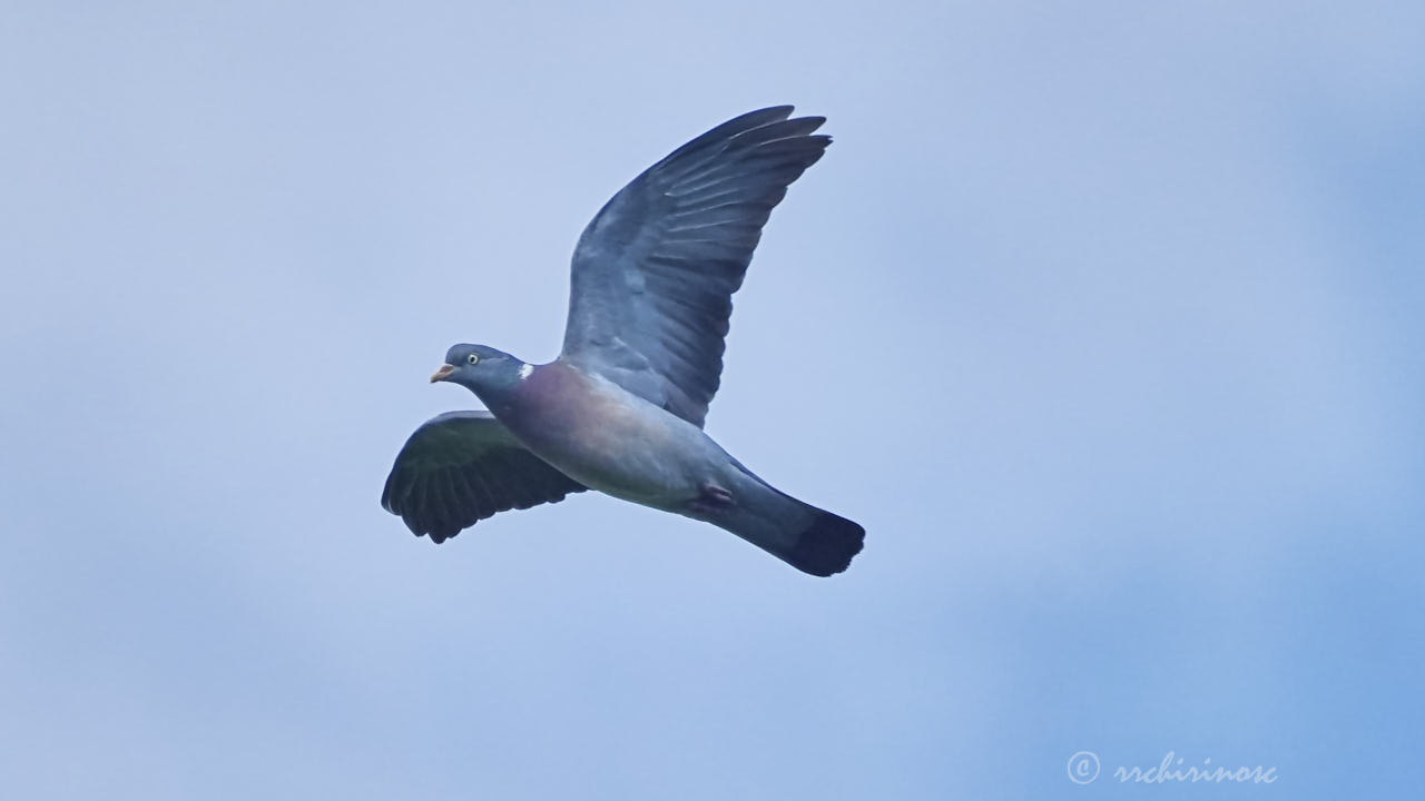 Common wood pigeon