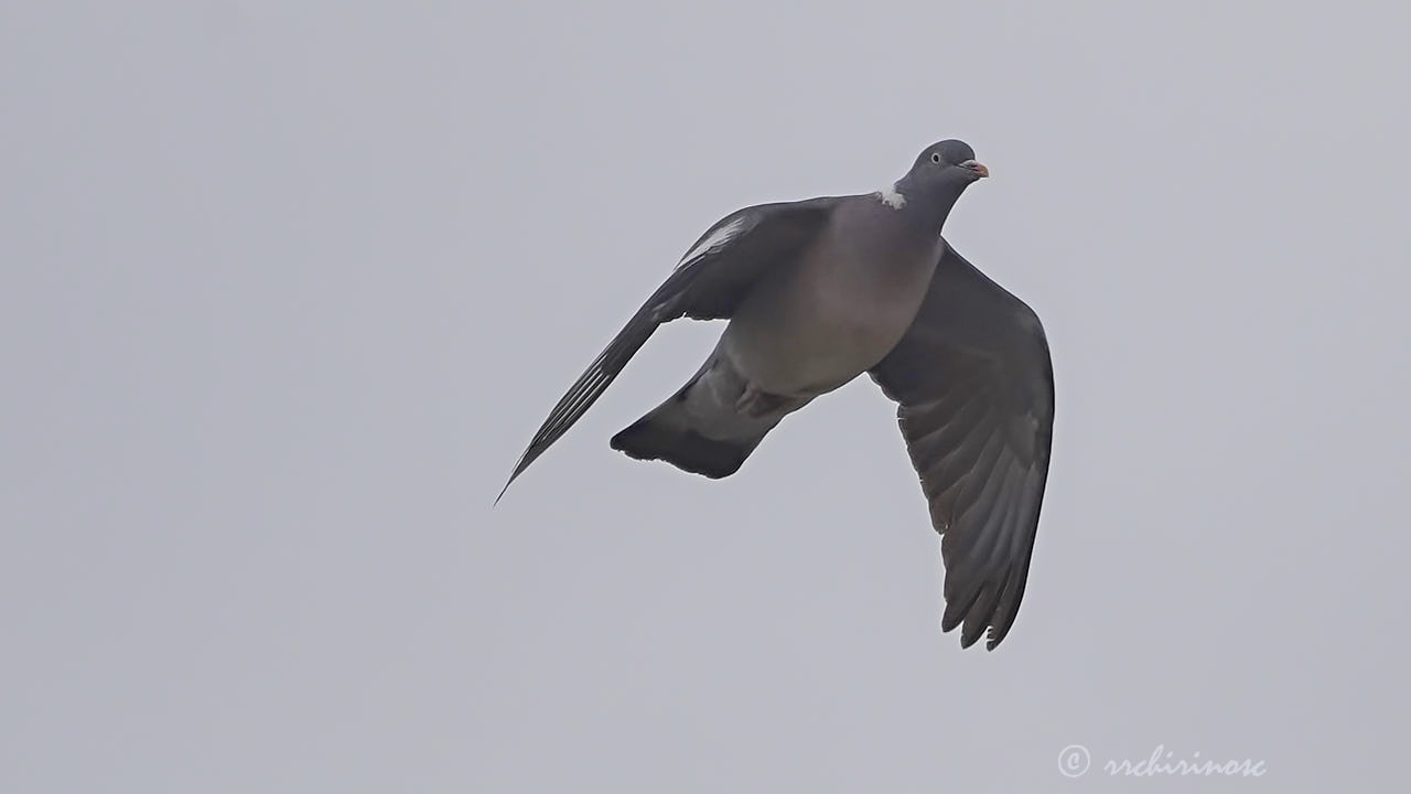 Common wood pigeon