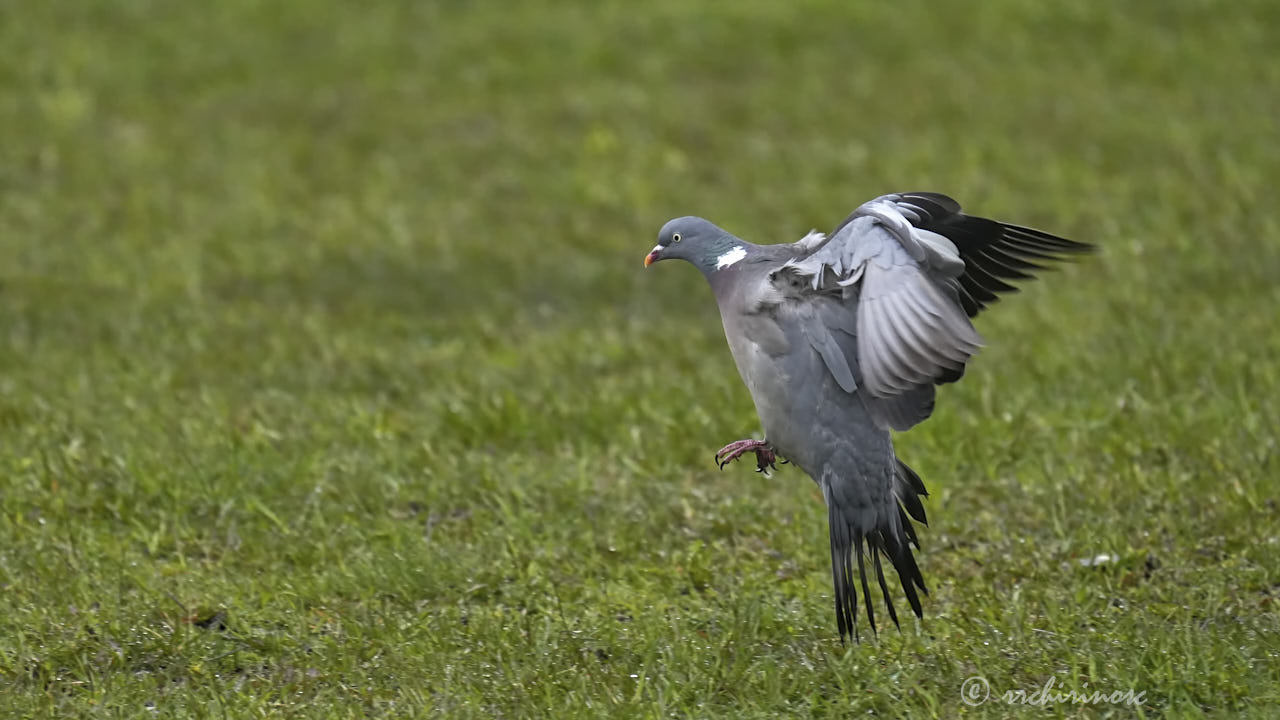 Common wood pigeon