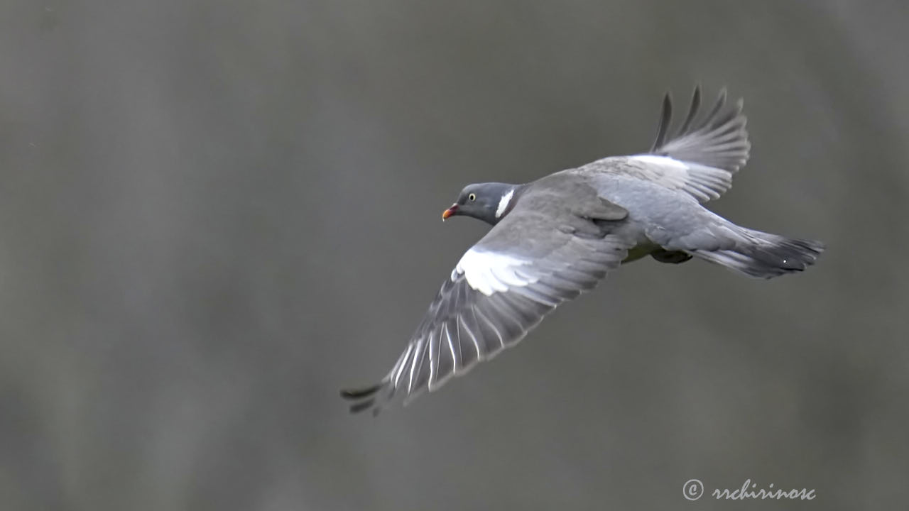 Common wood pigeon