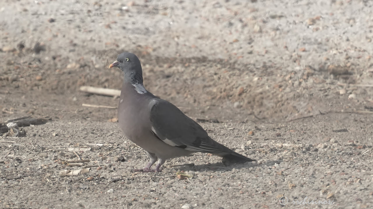 Common wood pigeon