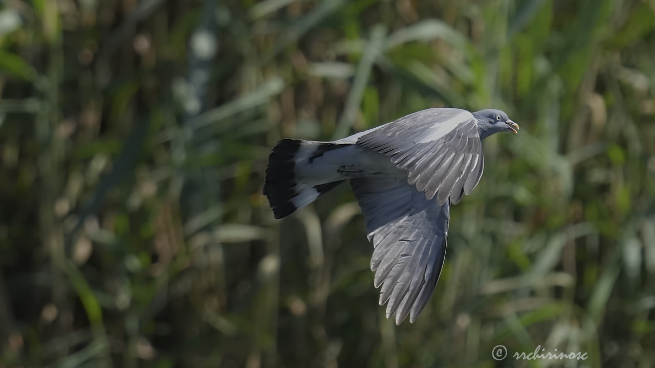 Common wood pigeon