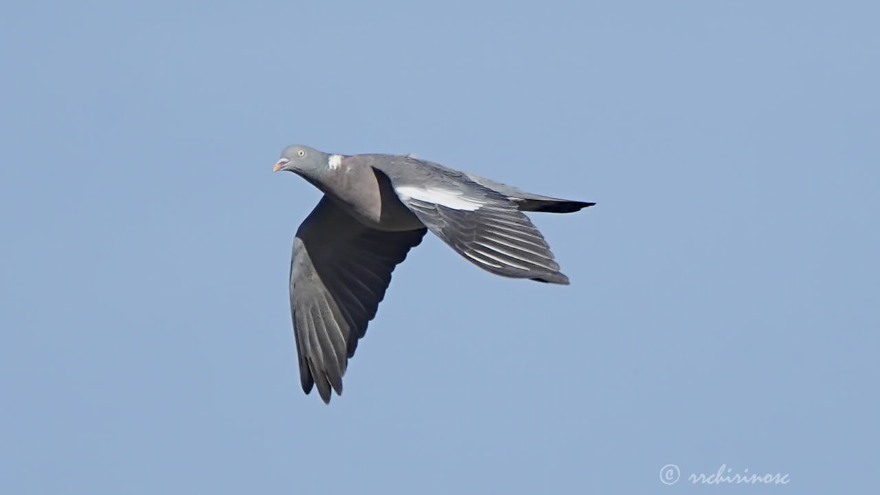 Common wood pigeon