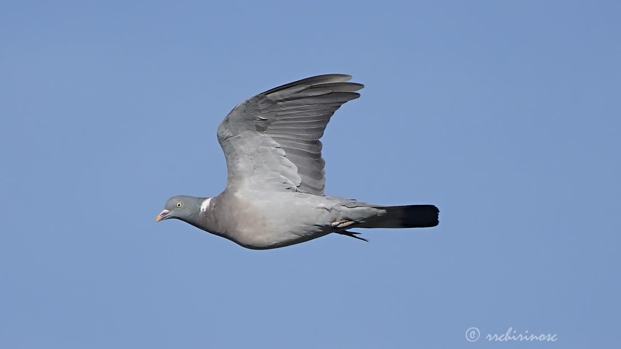 Common wood pigeon