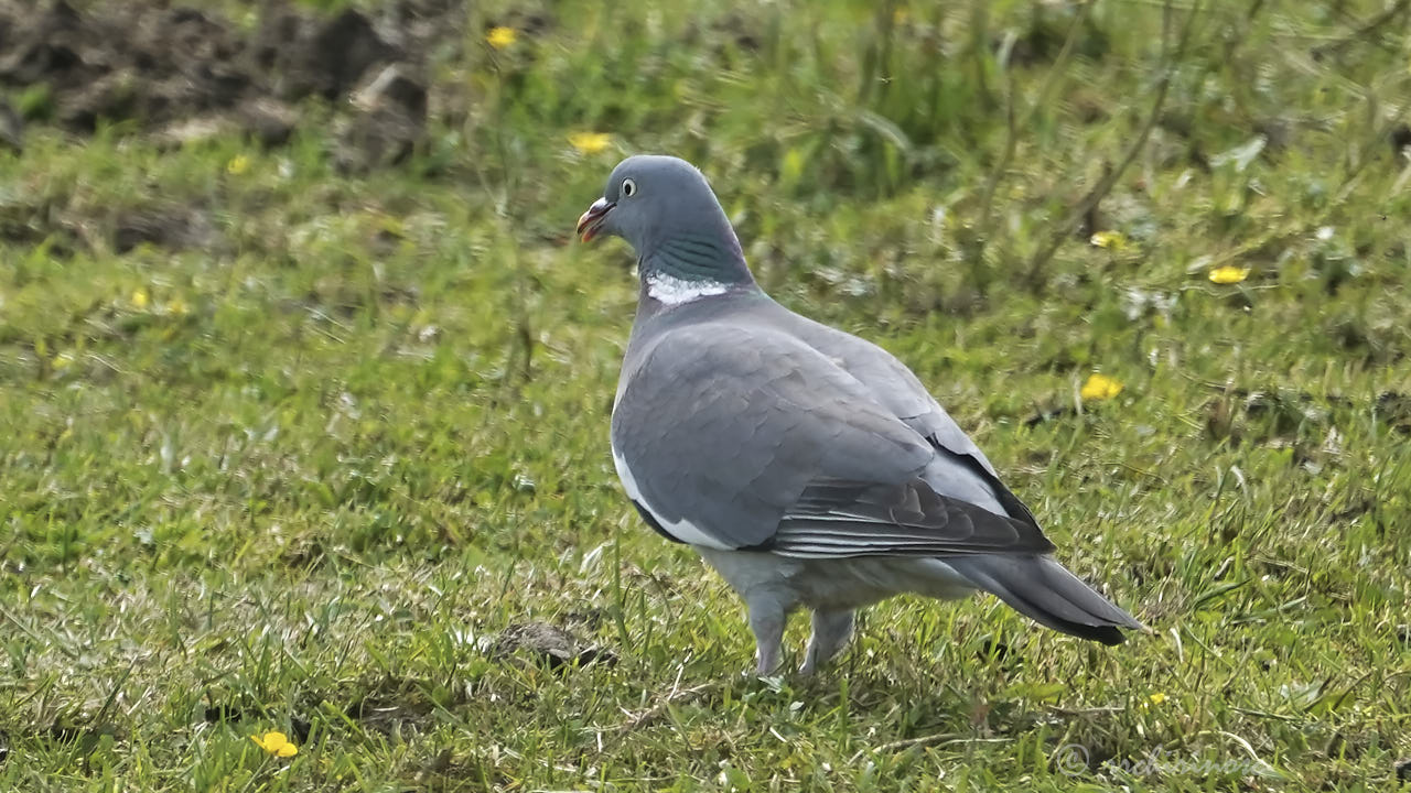 Common wood pigeon