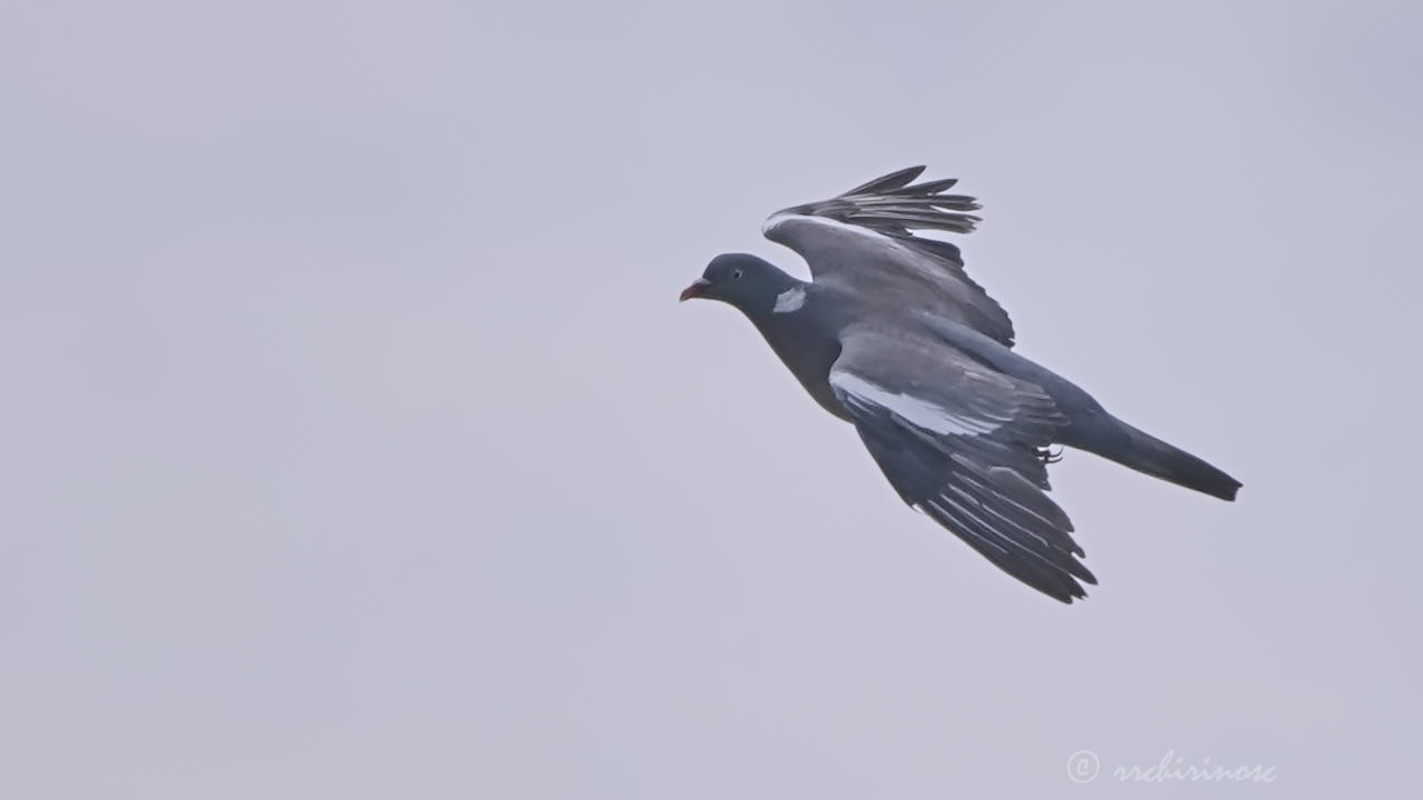 Common wood pigeon