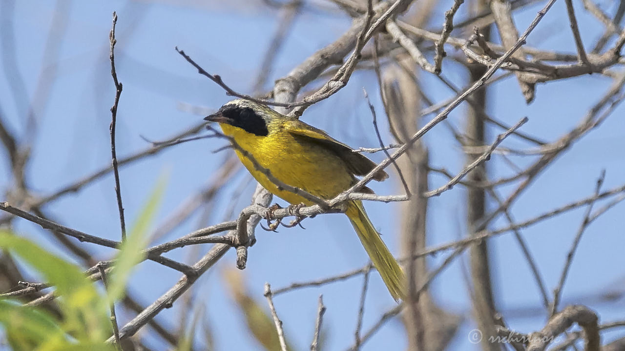 Common yellowthroat