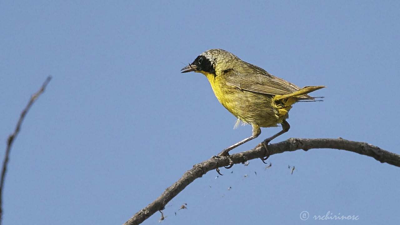 Common yellowthroat