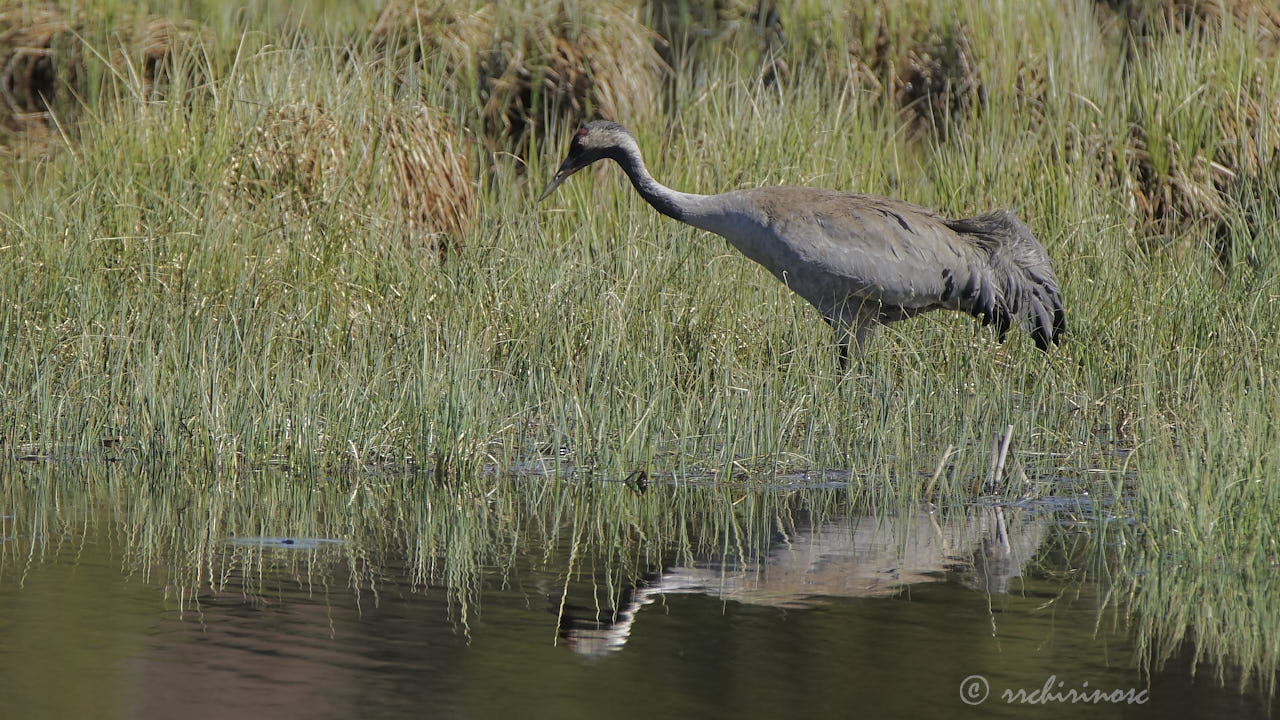 Common crane