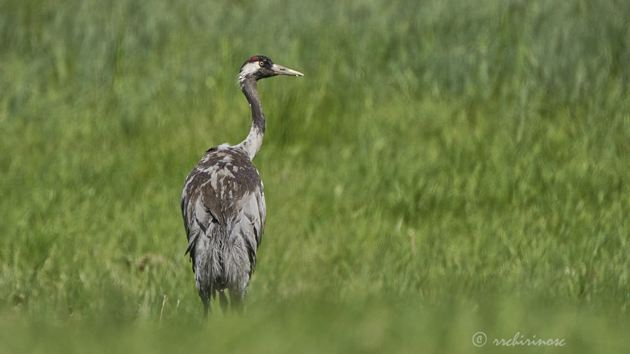 Common crane