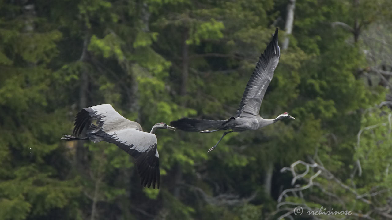 Common crane