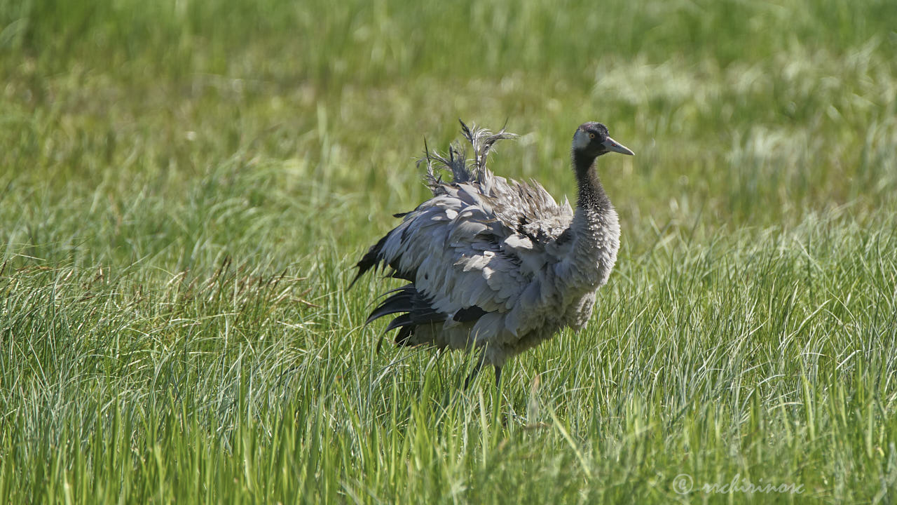 Common crane