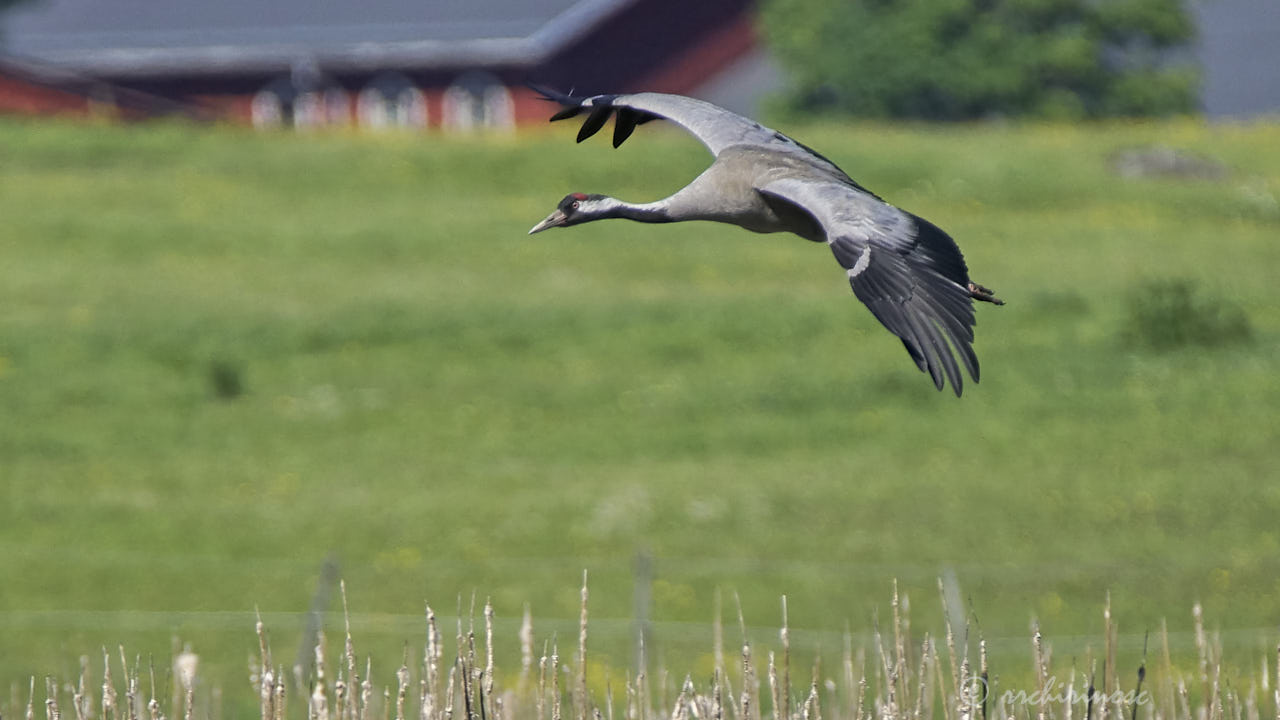 Common crane