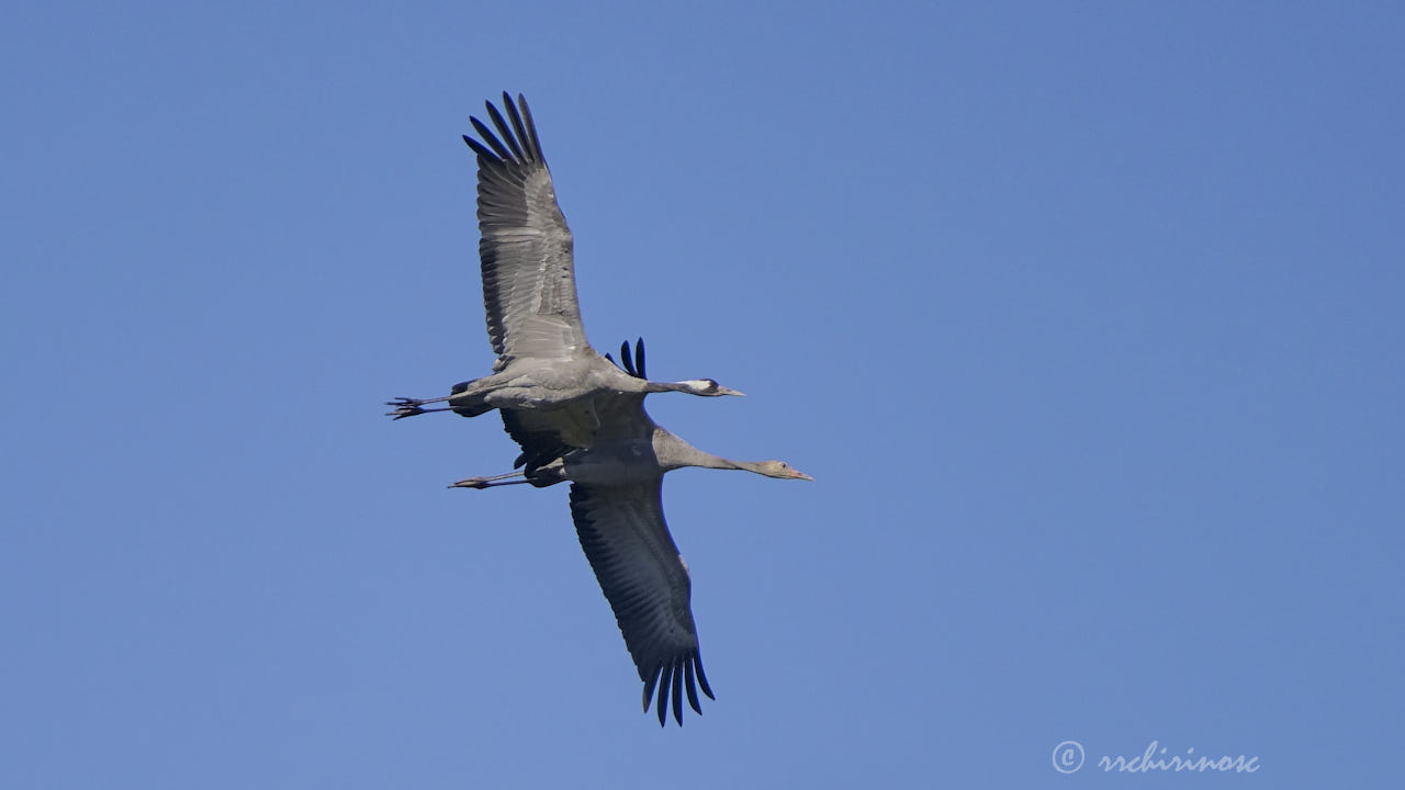 Common crane