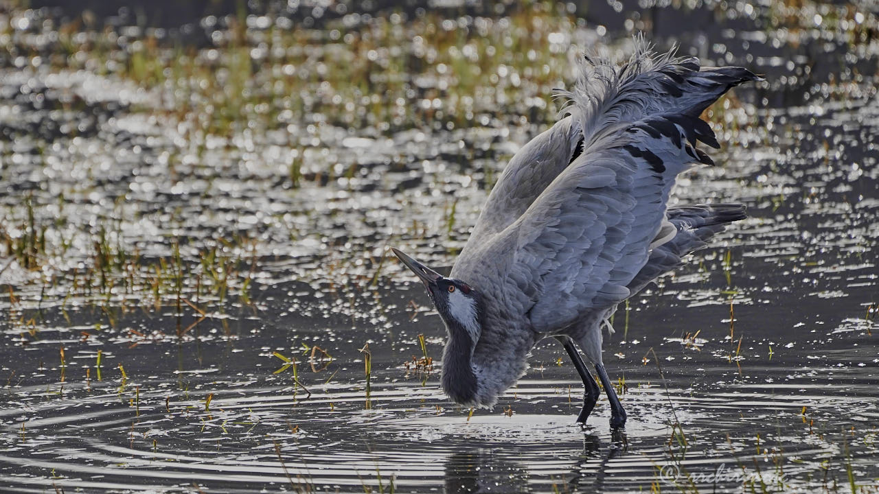 Common crane