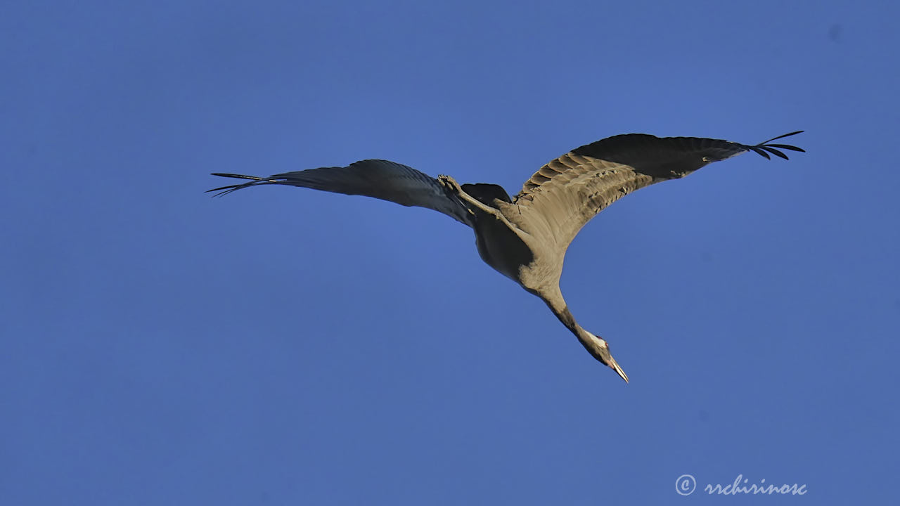 Common crane