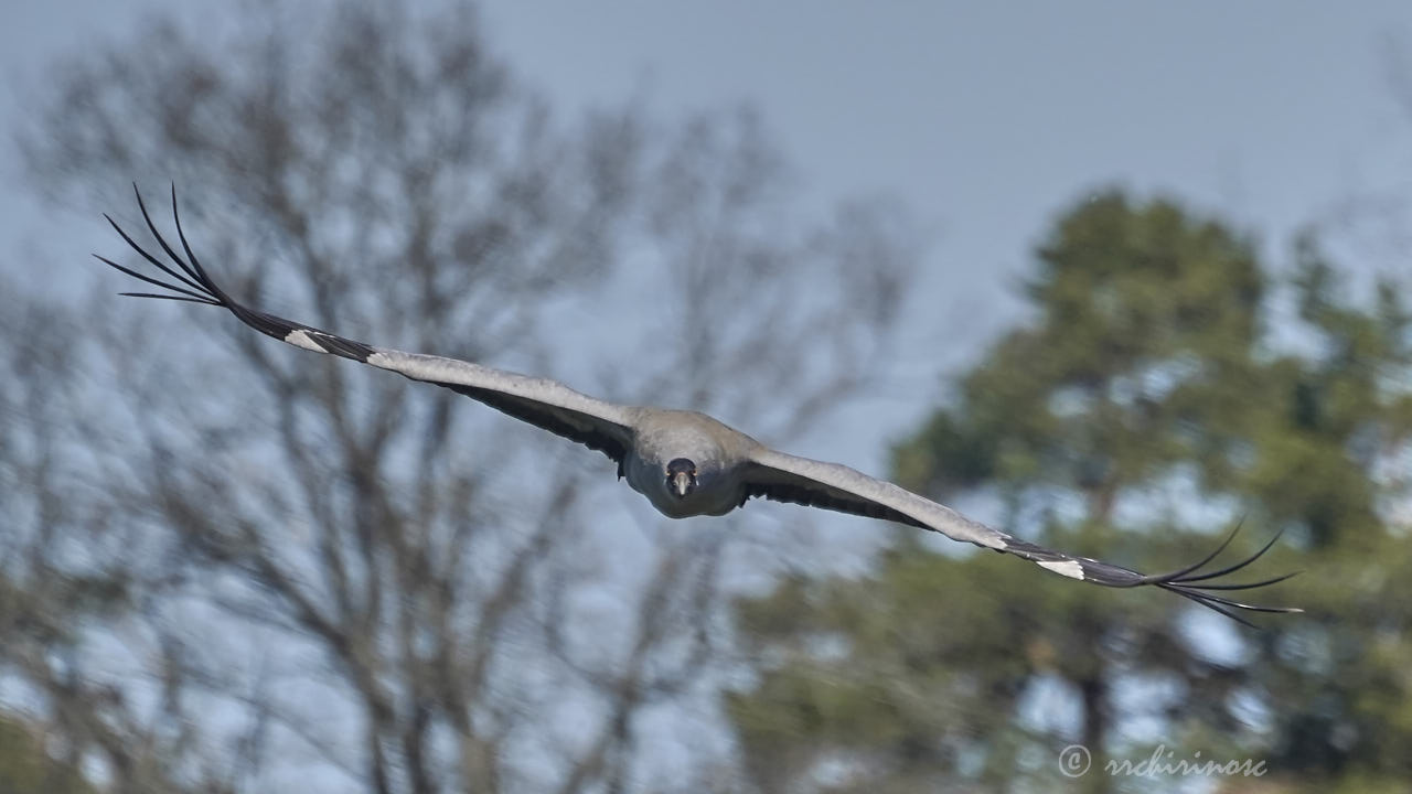 Common crane