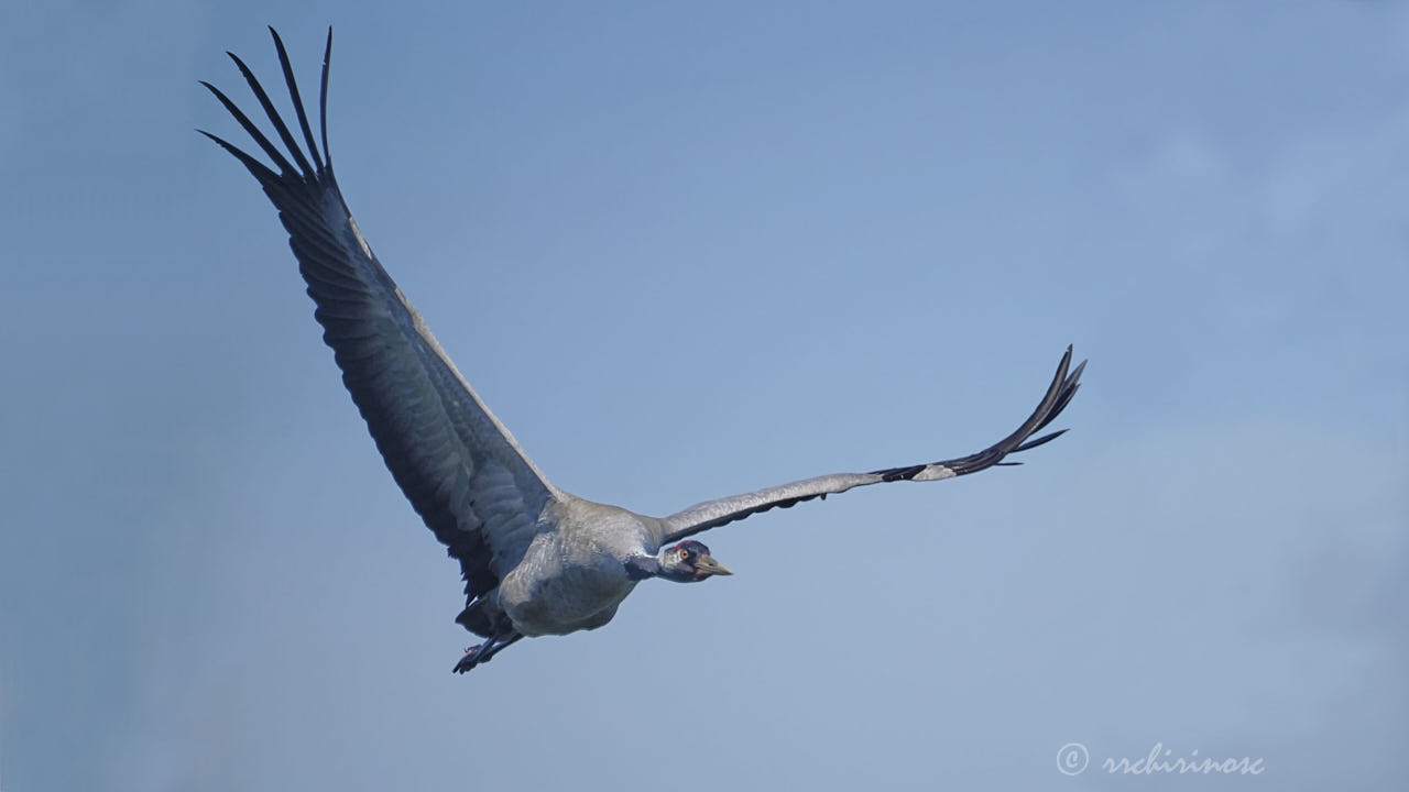 Common crane