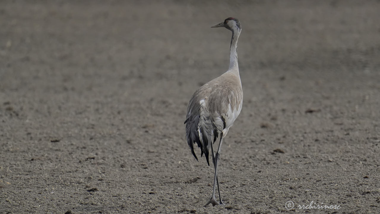 Common crane