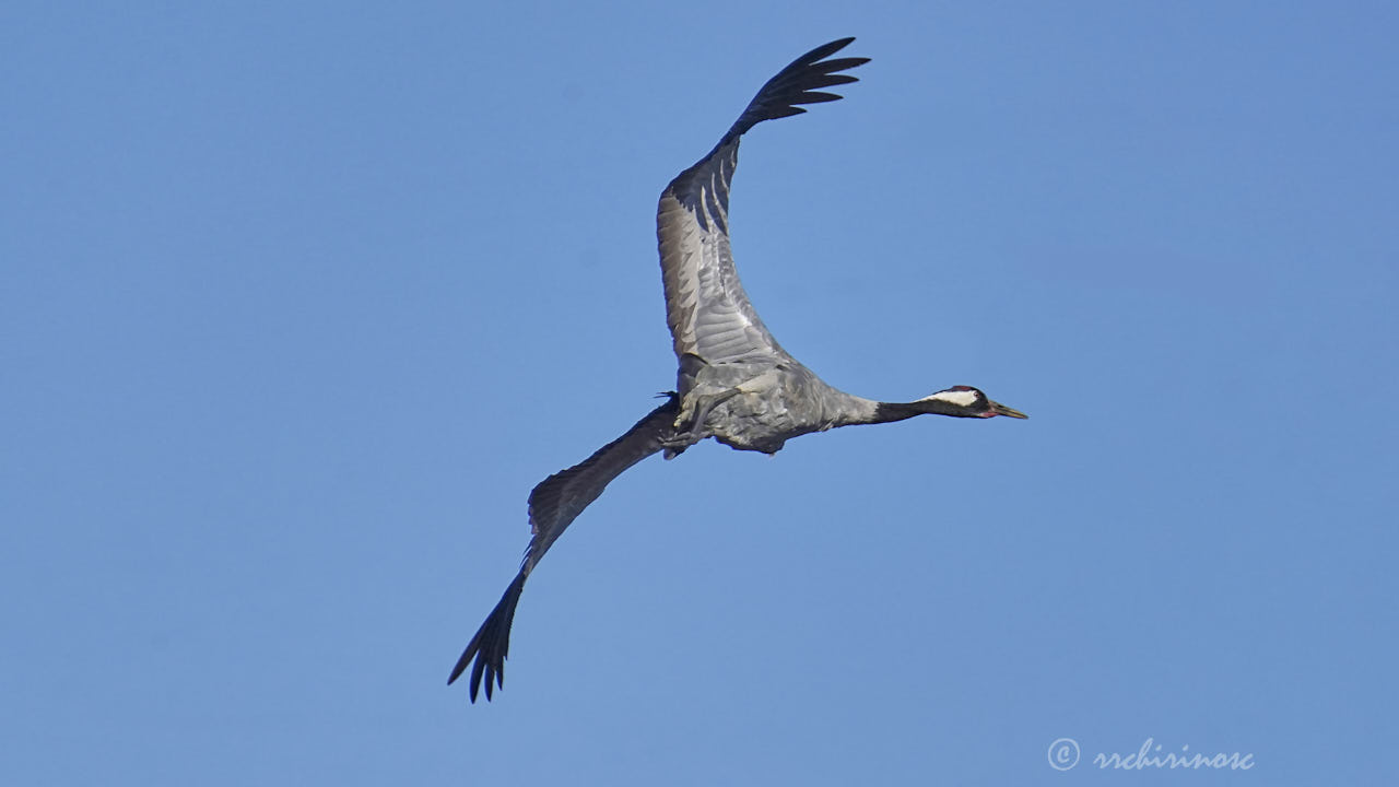 Common crane