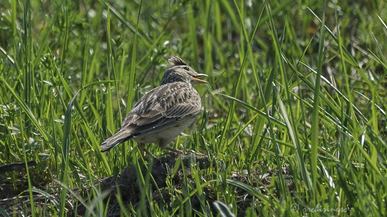 Crested lark