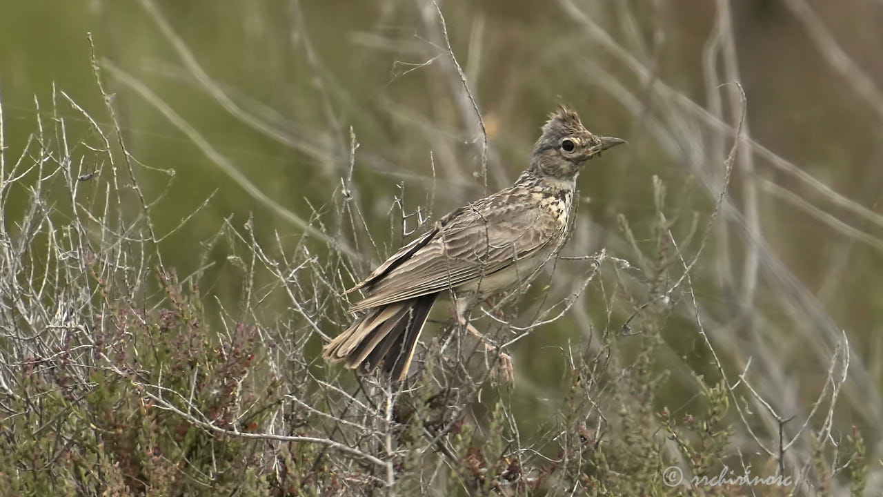 Crested lark