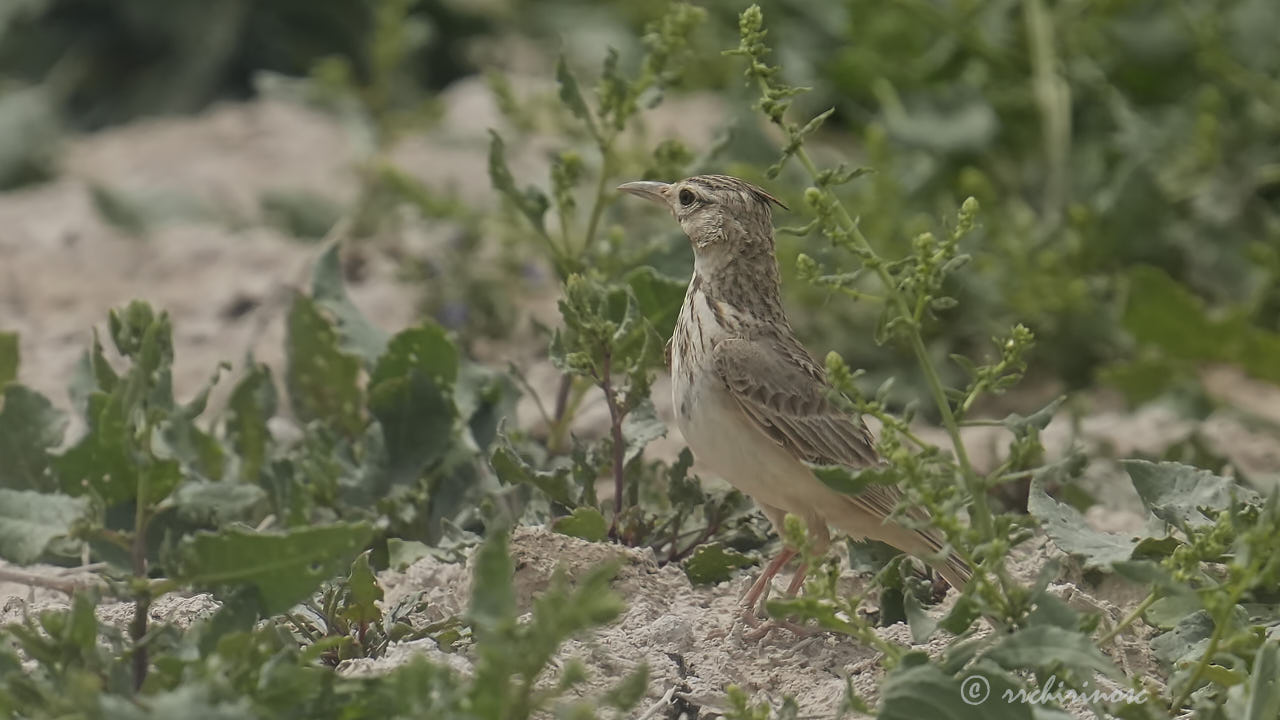 Crested lark