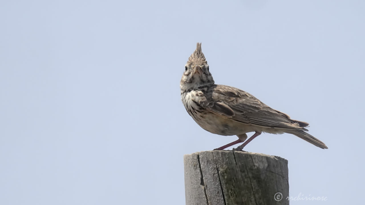 Crested lark