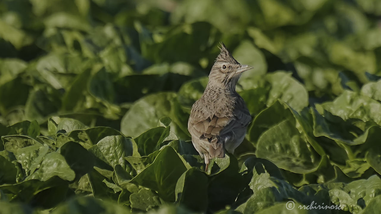 Crested lark