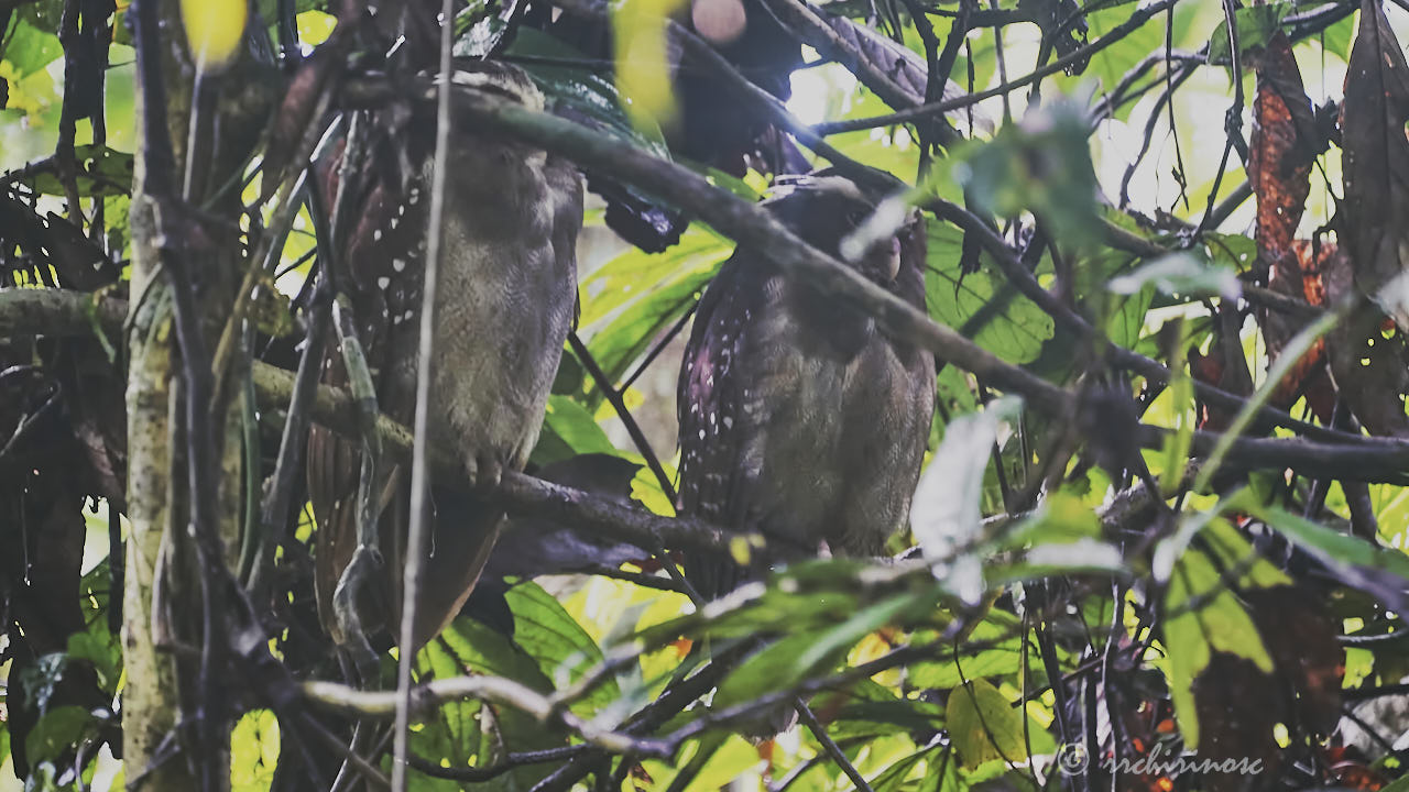 Crested owl