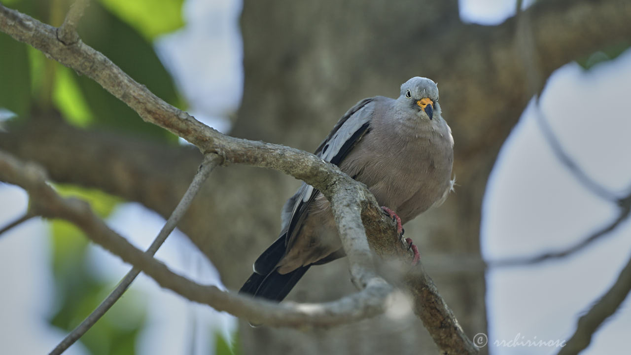 Croaking ground dove