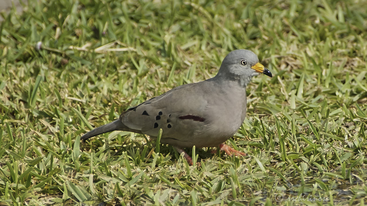 Croaking ground dove