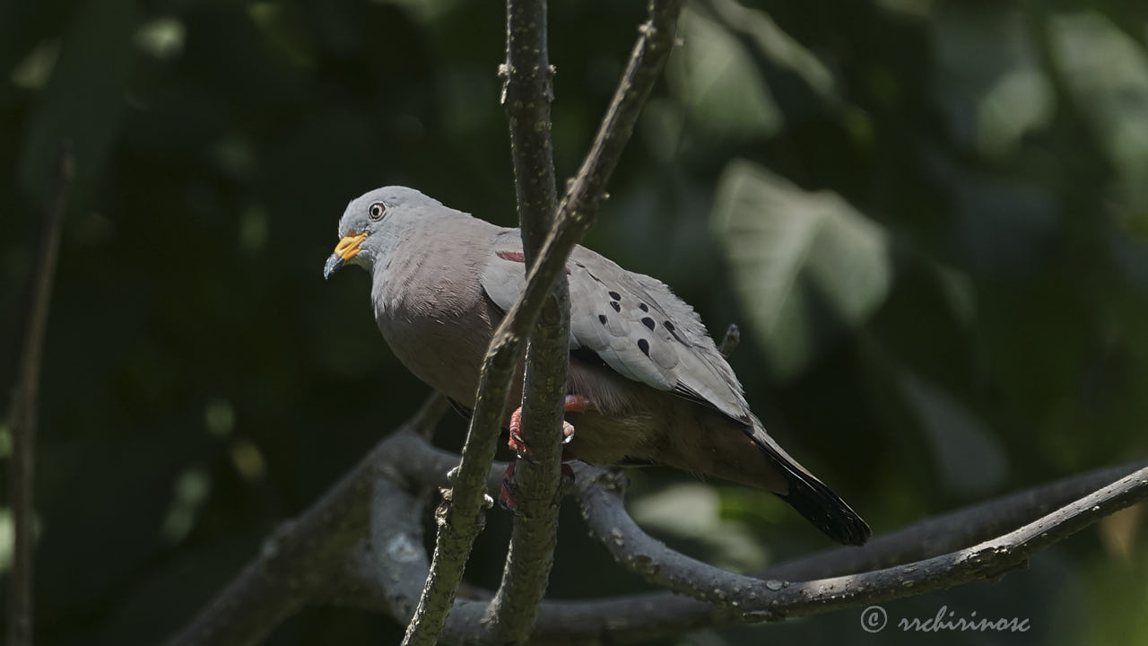 Croaking ground dove