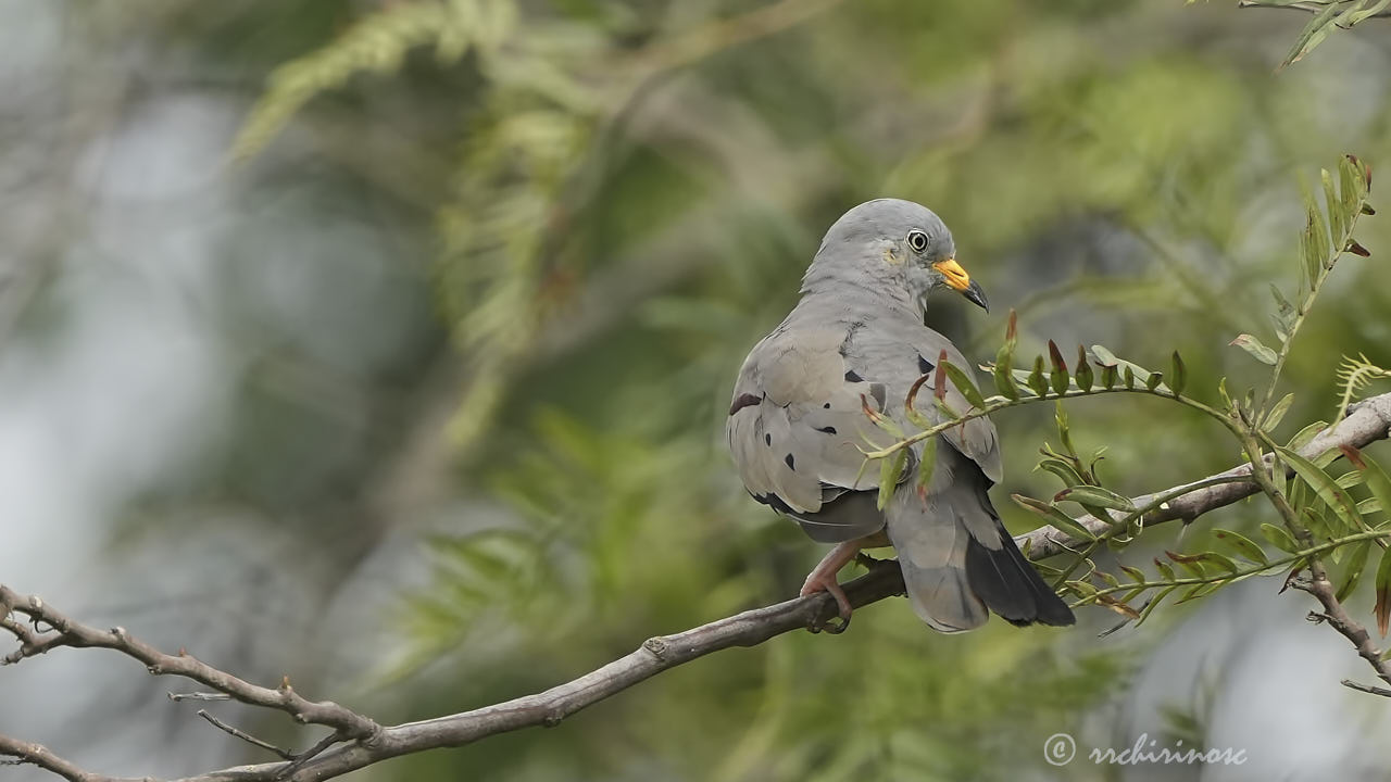 Croaking ground dove