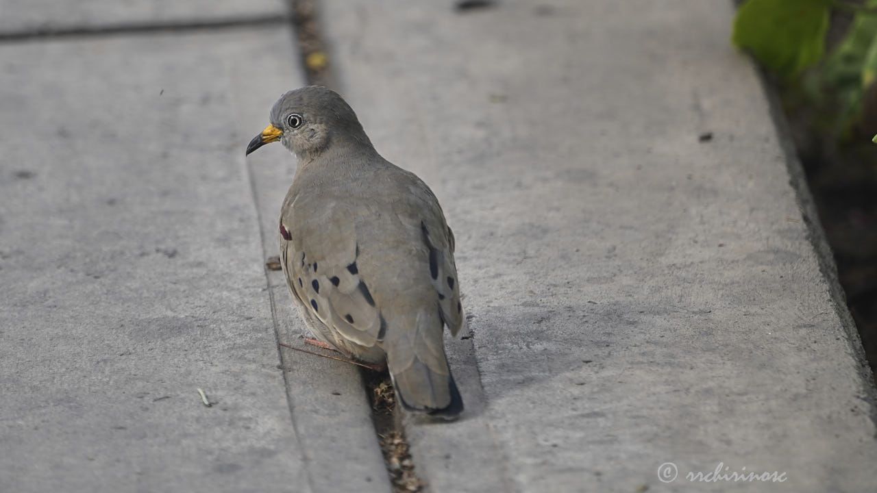 Croaking ground dove