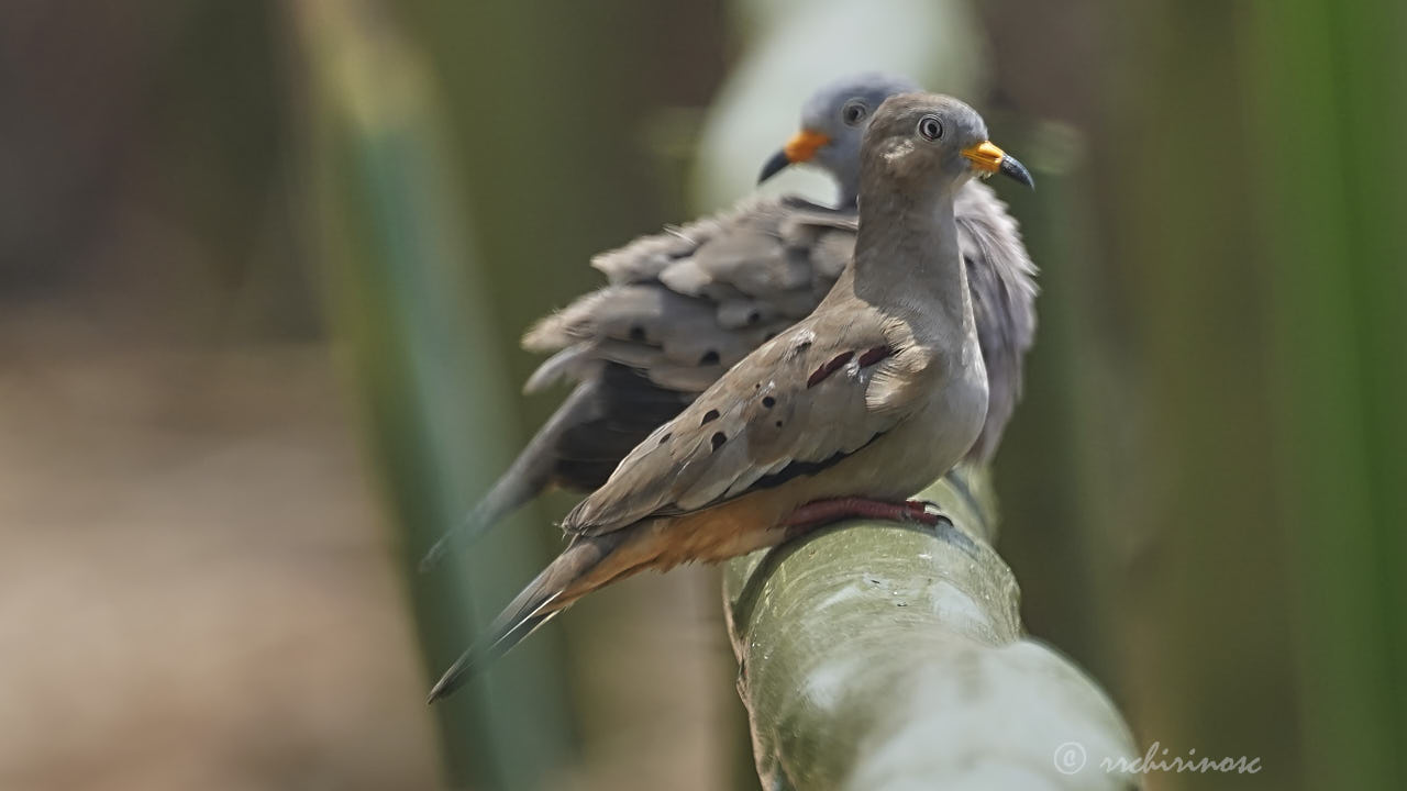 Croaking ground dove