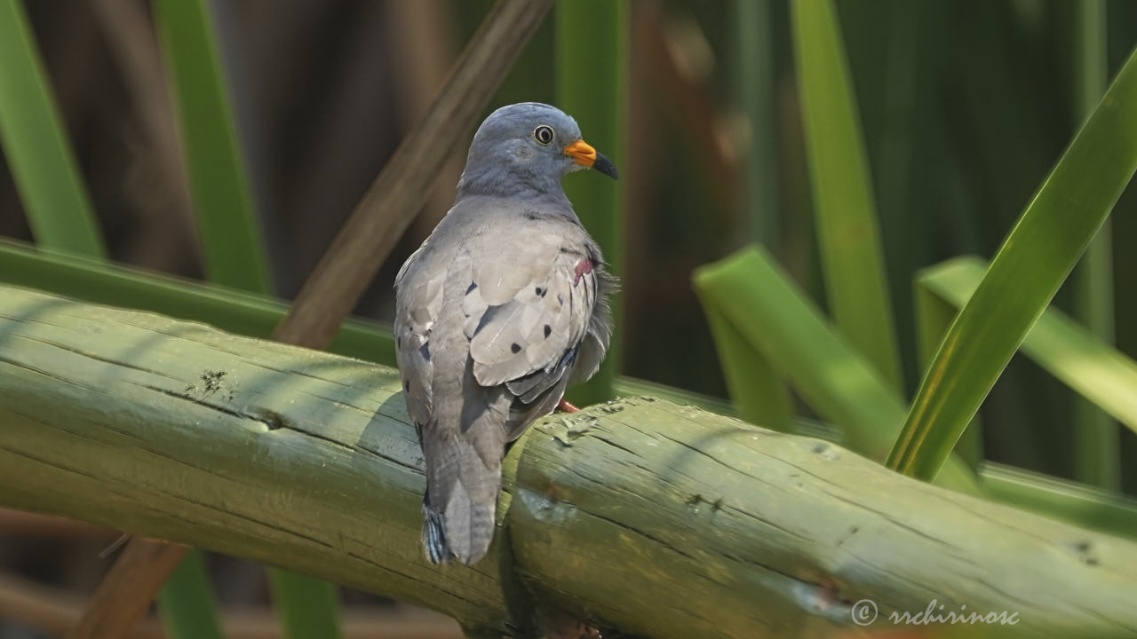 Croaking ground dove