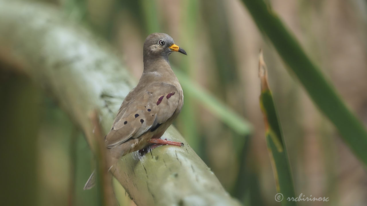 Croaking ground dove