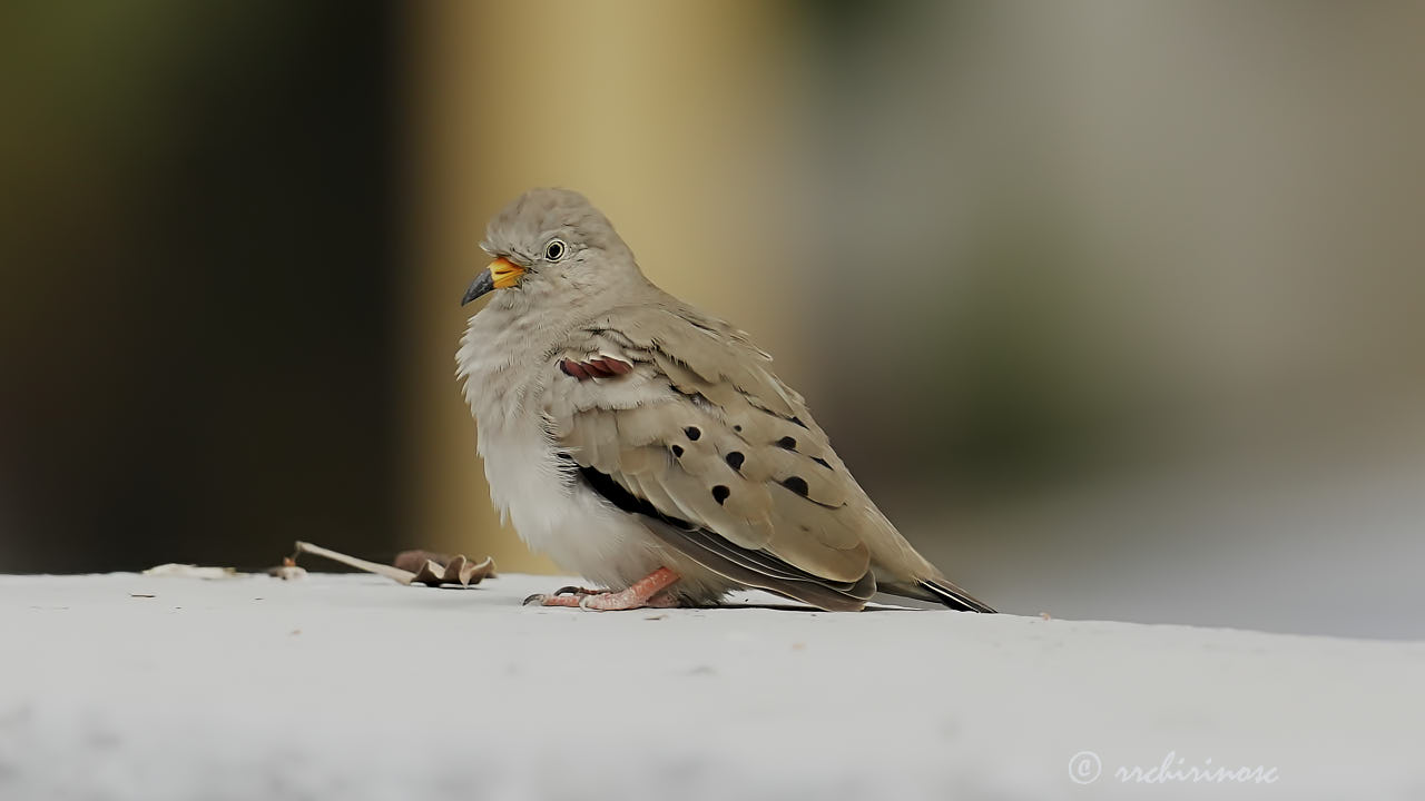 Croaking ground dove