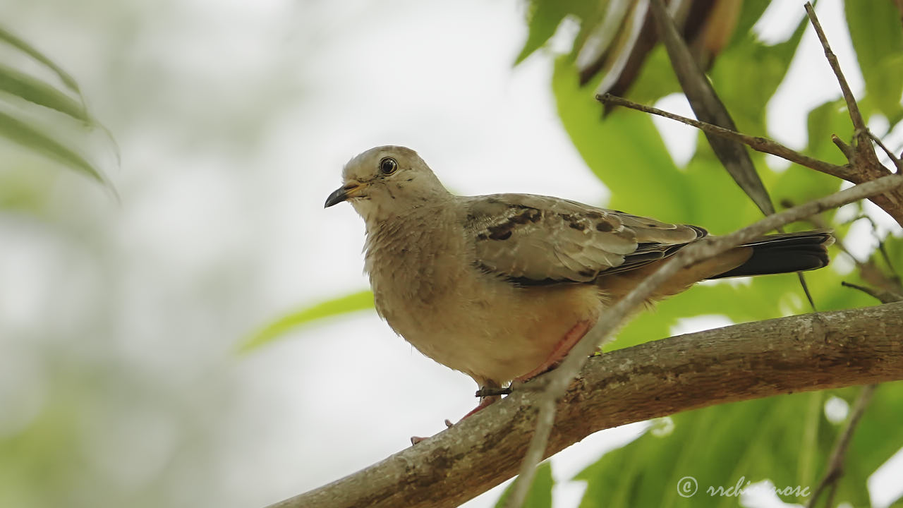 Croaking ground dove