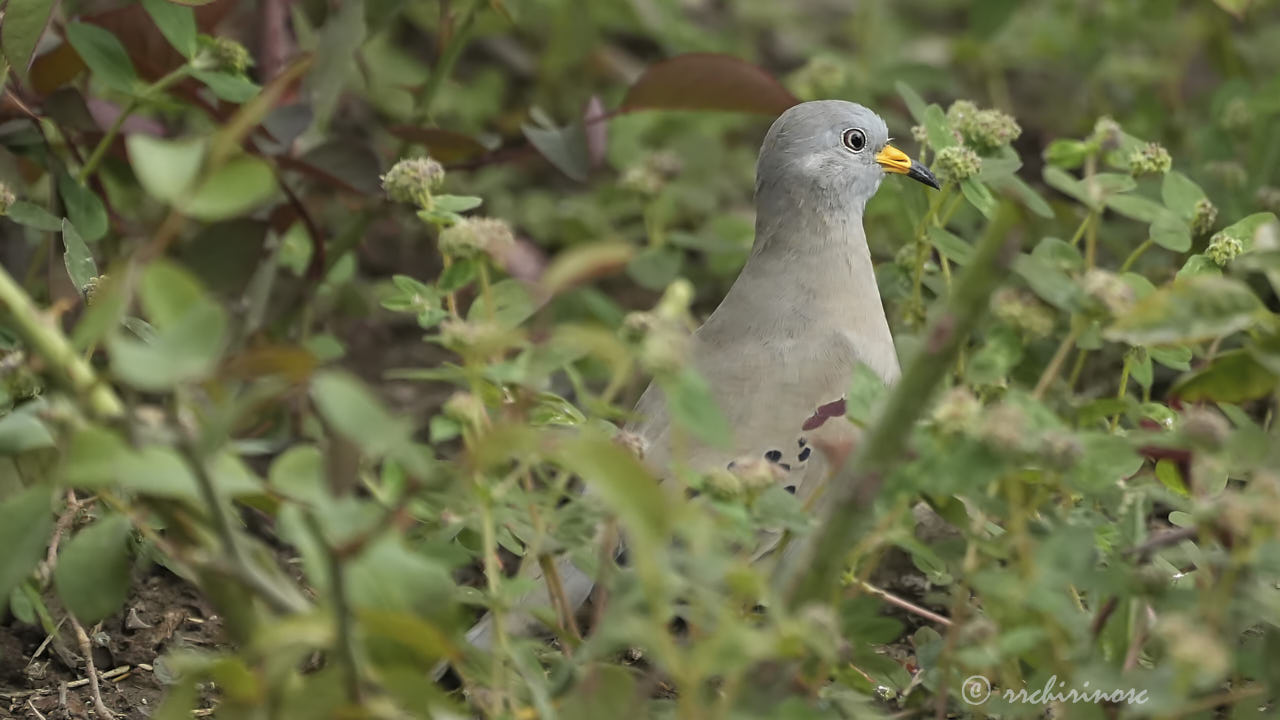 Croaking ground dove