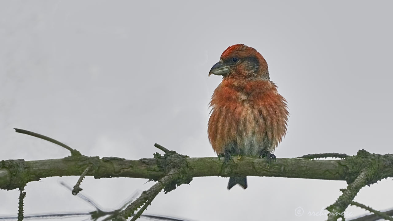 Red crossbill