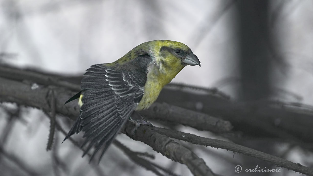 Red crossbill