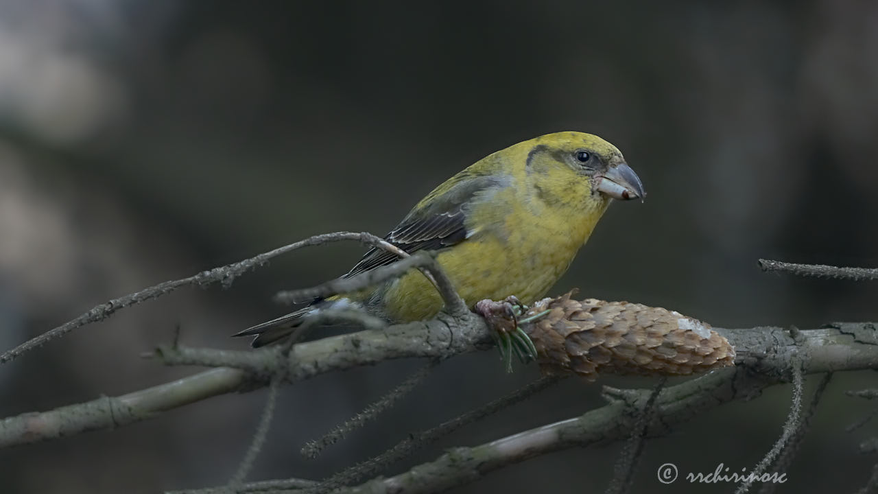 Red crossbill