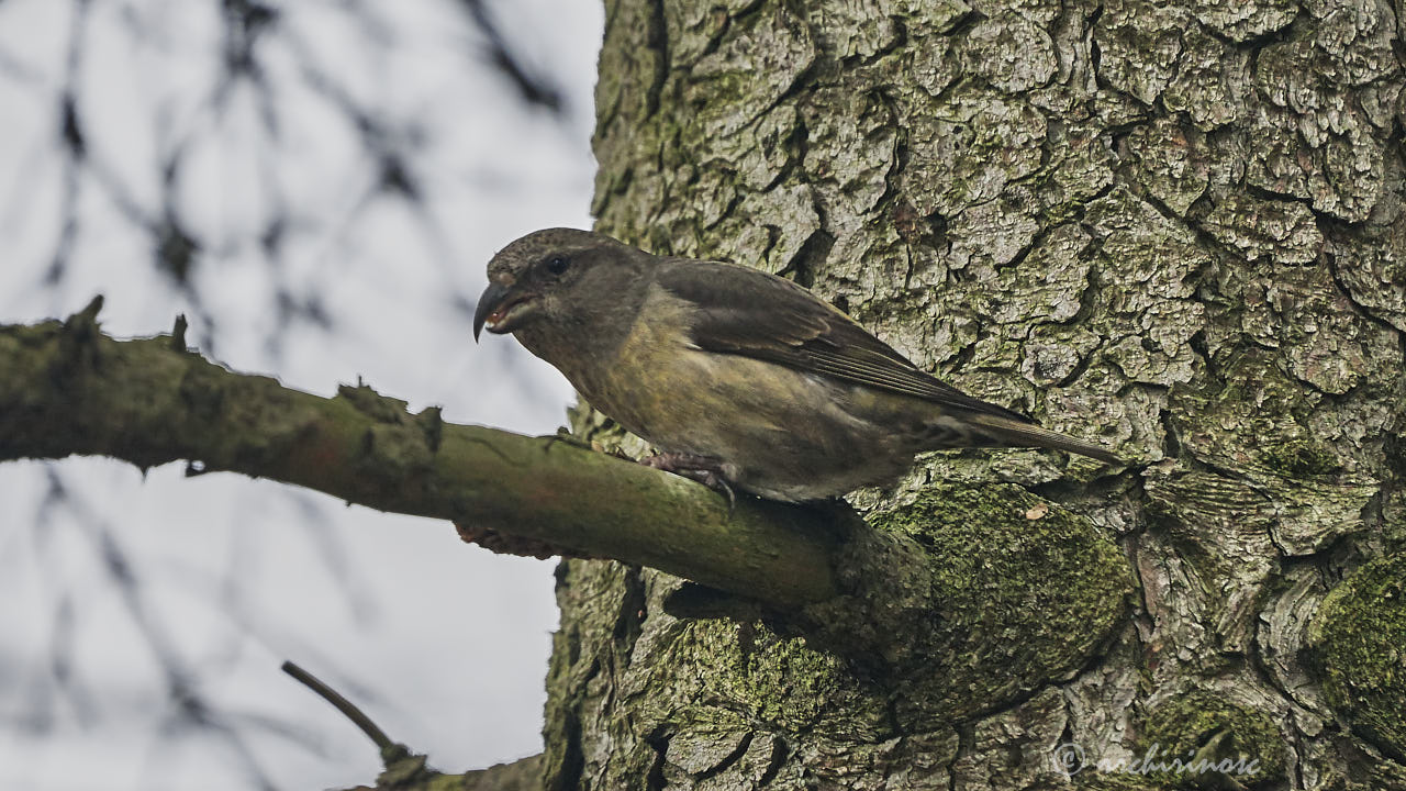 Red crossbill